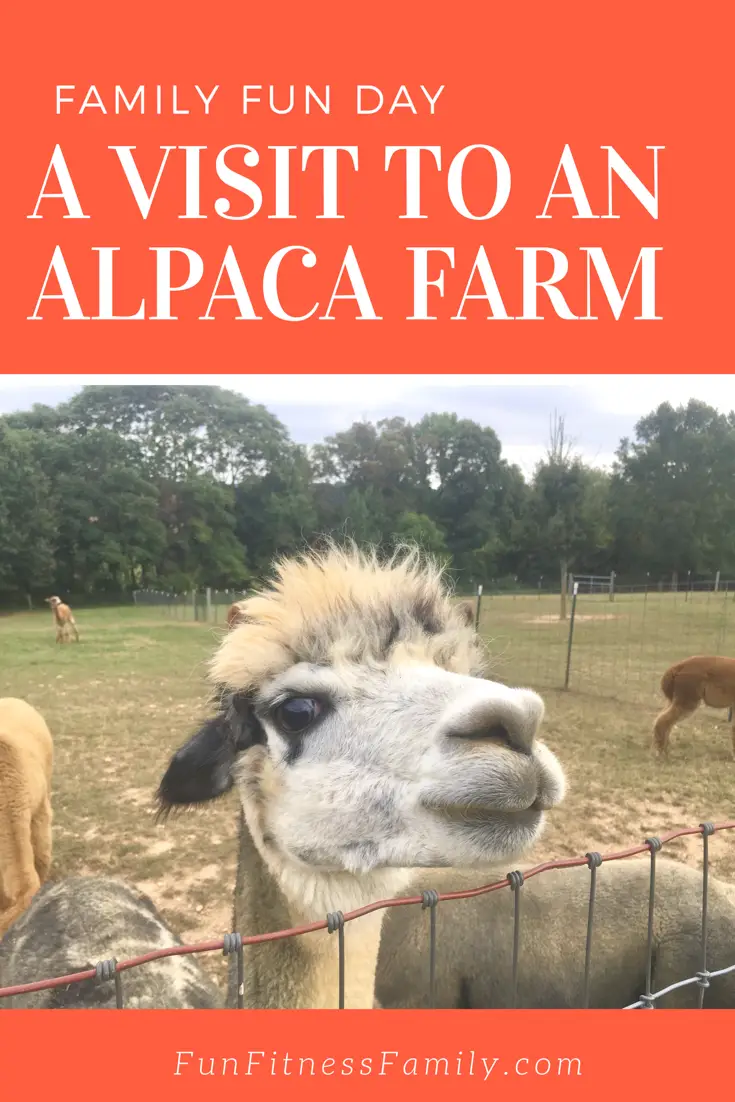 Visiting an alpaca farm is a memorable family adventure. The best time to visit is during National Alpaca Farm Days. Admission is free at farms across the country.
