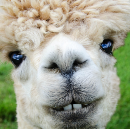 Visiting an alpaca farm is a memorable family adventure. The best time to visit is during National Alpaca Farm Days. Admission is free at farms across the country. #alpacafarm #nationalalpacafarmdays