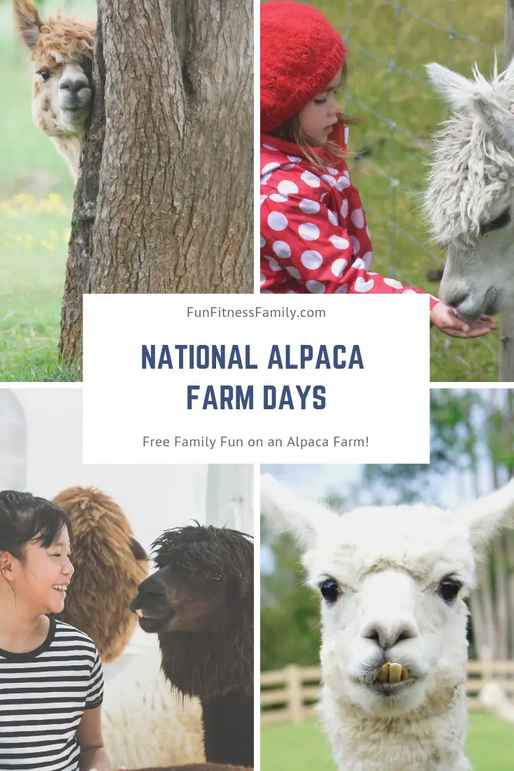 Visiting an alpaca farm is a memorable family adventure. The best time to visit is during National Alpaca Farm Days. Admission is free at farms across the country. #Alpacas #AlpacaFarm #FamilyActivities #FreeActivities #Alpacas