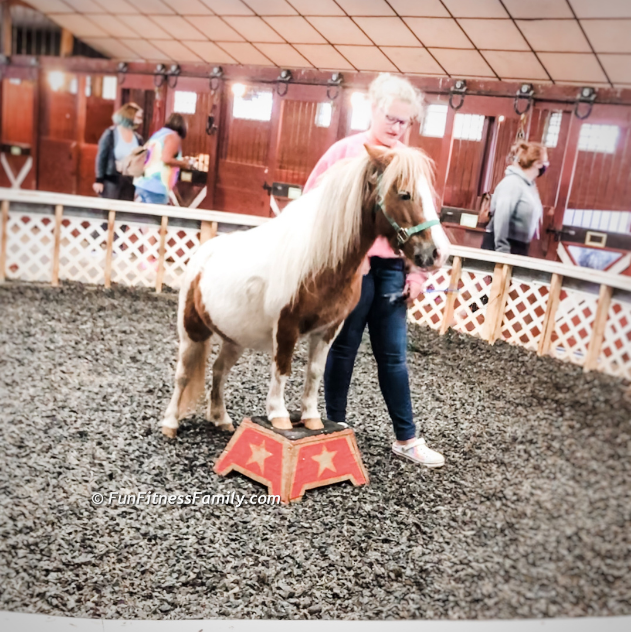 The Barn Display is a great program that allows you to learn about pony training at Land of Little Horses.