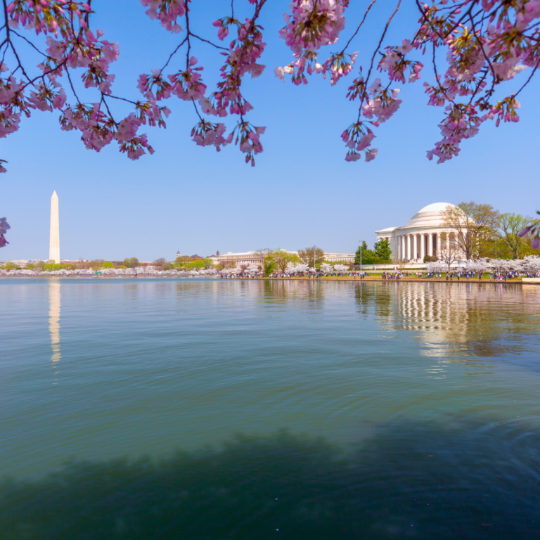 washington dc cherry blossoms