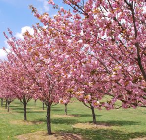 Spring Events in Maryland