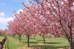 Spring is in the Air: Central Maryland’s Can’t-Miss Events