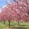 Spring Events in Maryland