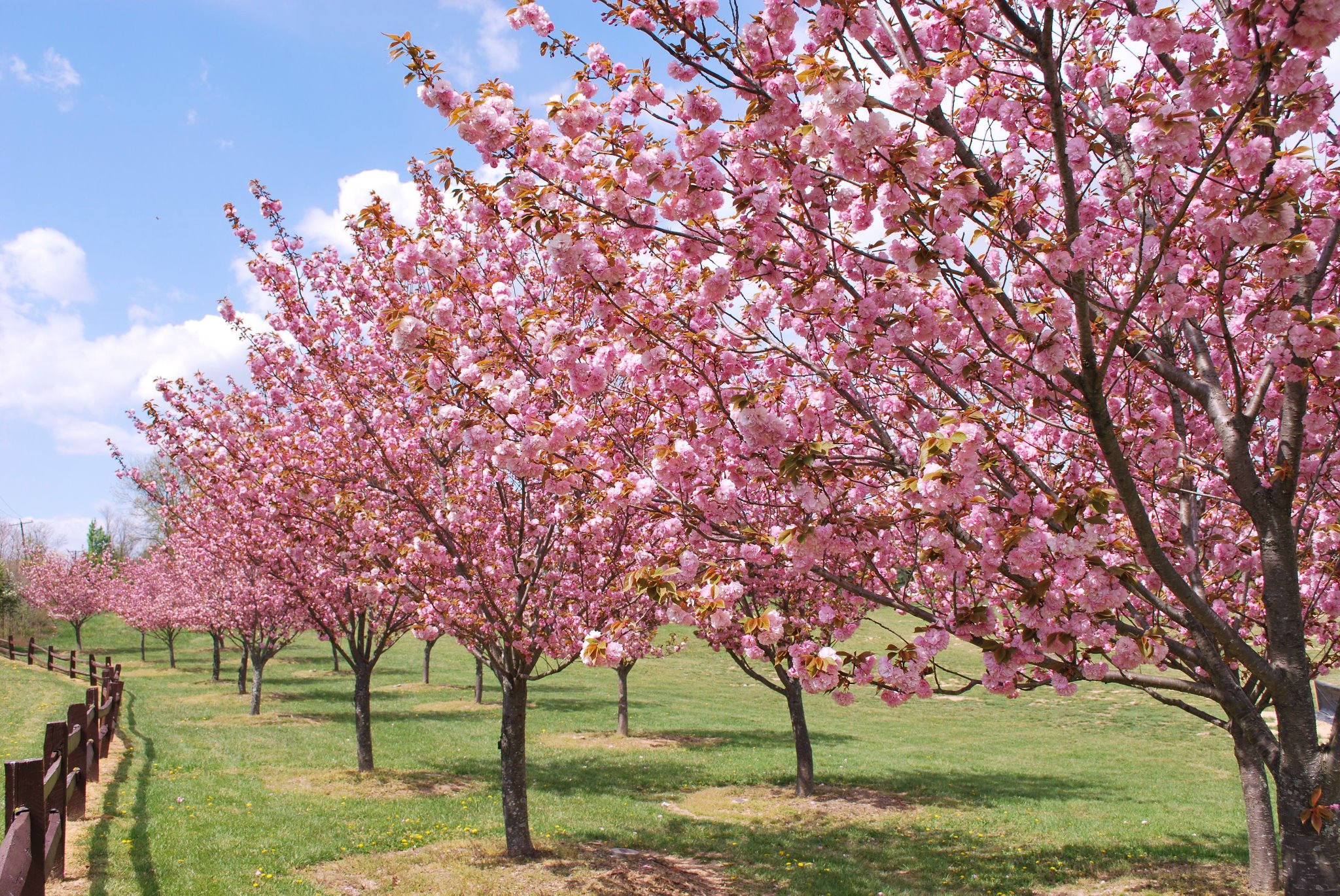 Spring Events in Maryland